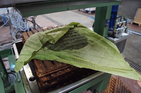 gallery/amiens - pressing beetleaves